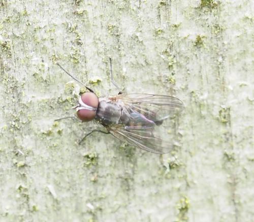 Fannia canicularis